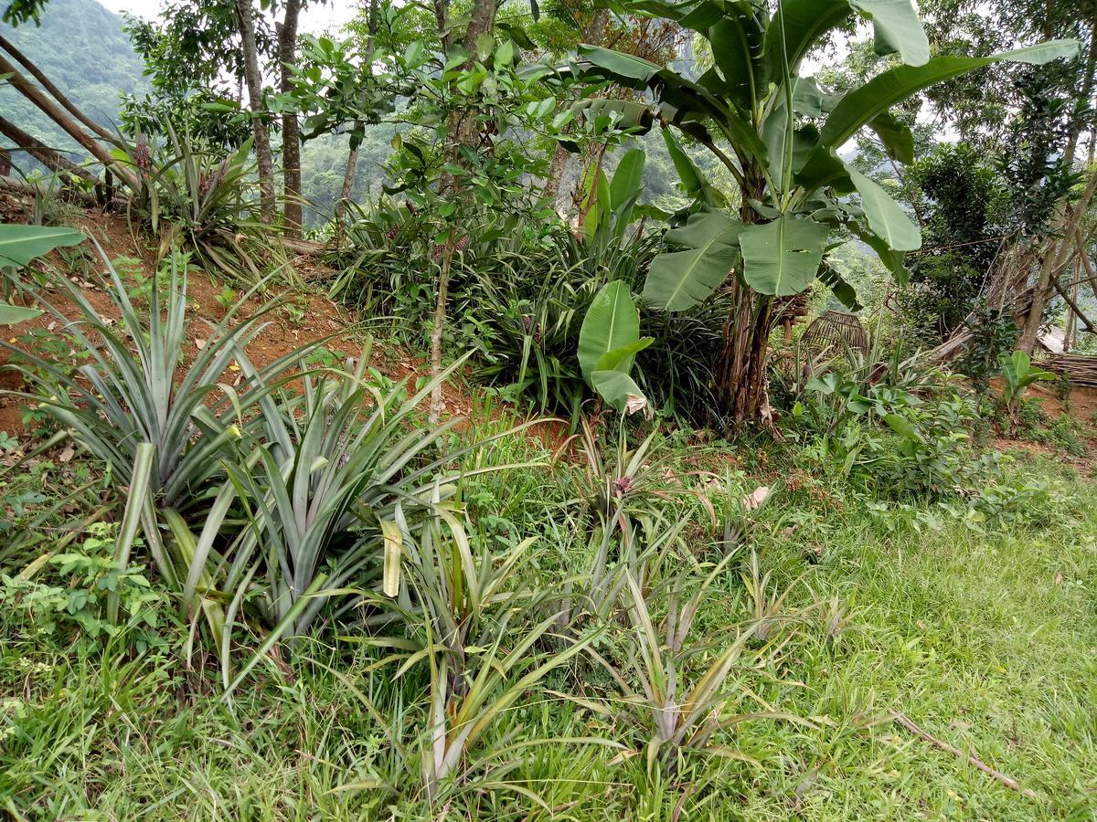 Phong Nha Rice Field Homestay Exterior foto