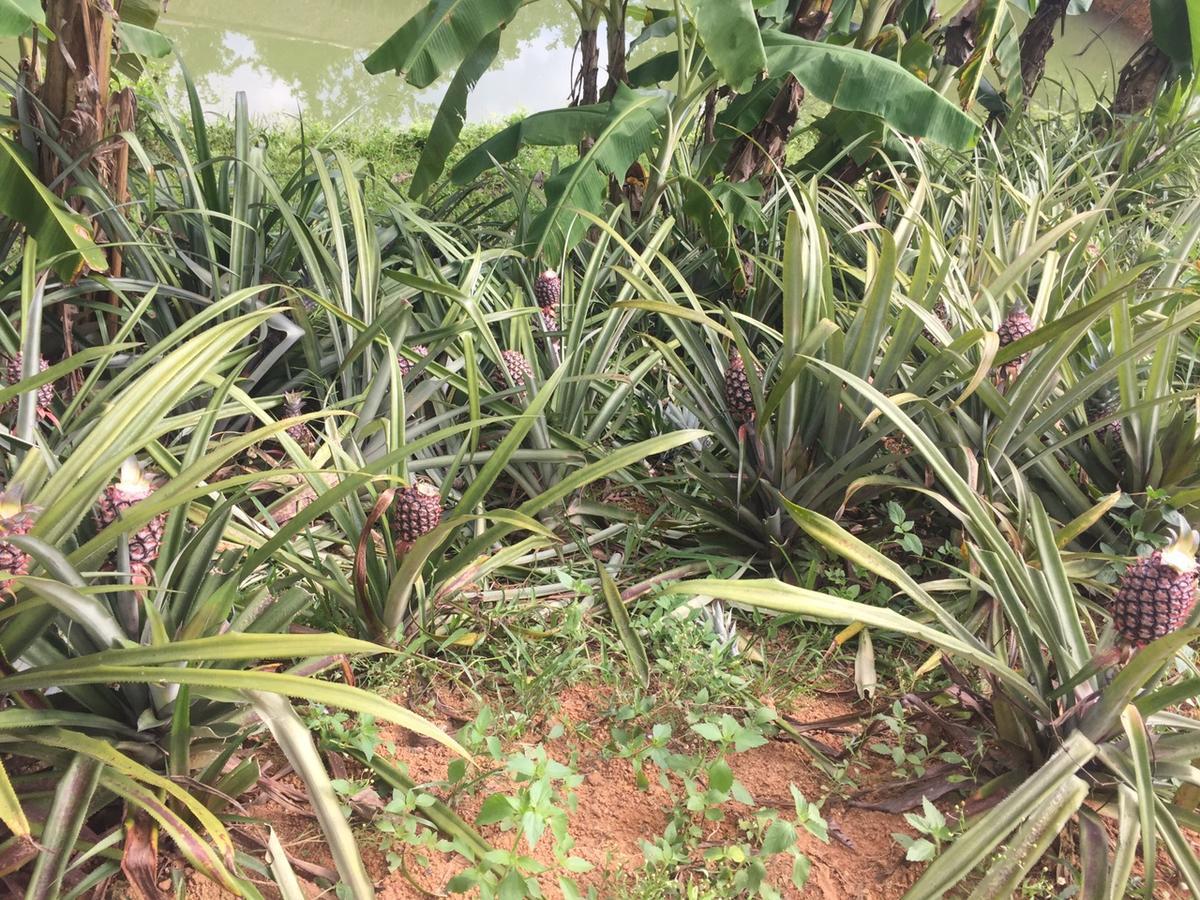 Phong Nha Rice Field Homestay Exterior foto