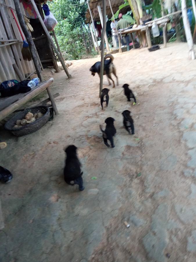 Phong Nha Rice Field Homestay Exterior foto